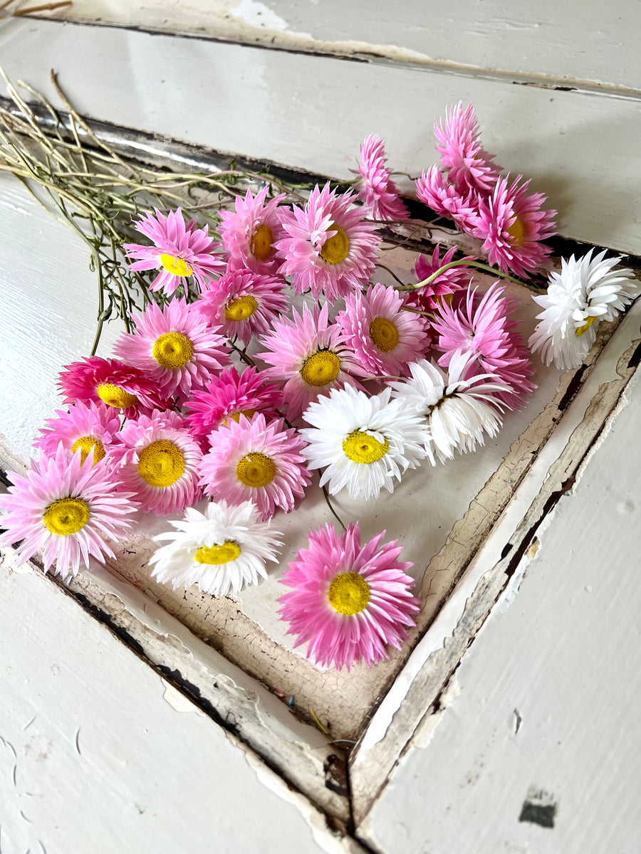 Naturally Dried Rhodanthe Everlasting Daisy - Medium / Large - white / pink