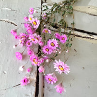 天然干燥的 Rhodanthe 永生雏菊花束