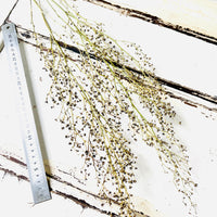 Naturally Dried Strillingia - without pods