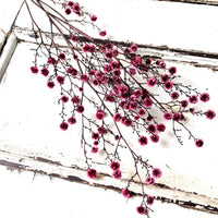 Dried Strillingia with pods