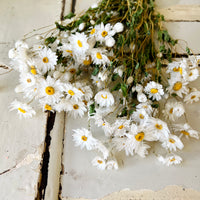 天然干燥的 Rhodanthe 永生雏菊花束