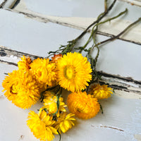 Naturally Dried Strawflower Daisy flower bunch - Helichrysum / Everlasting / Paper Daisy - stems / heads
