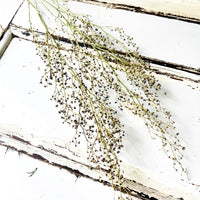 Naturally Dried Strillingia - without pods