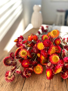 Everlasting / Dried / Preserved flowers STEM Collection