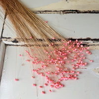 Dried Little Star / Baby Blue / Stardust / Baby Daisy / Star Daisy / Glixia