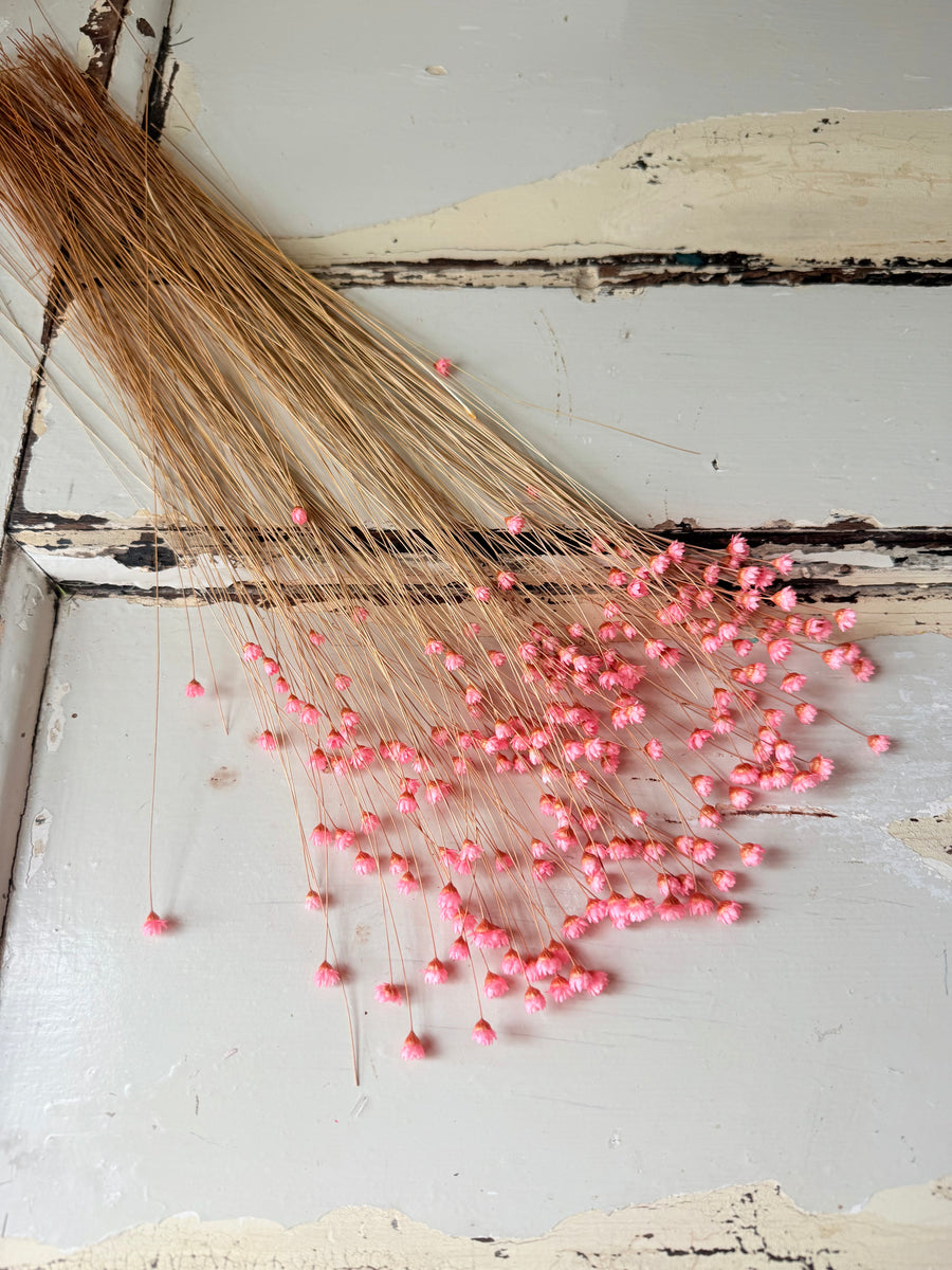 Dried Little Star / Baby Blue / Stardust / Baby Daisy / Star Daisy / Glixia