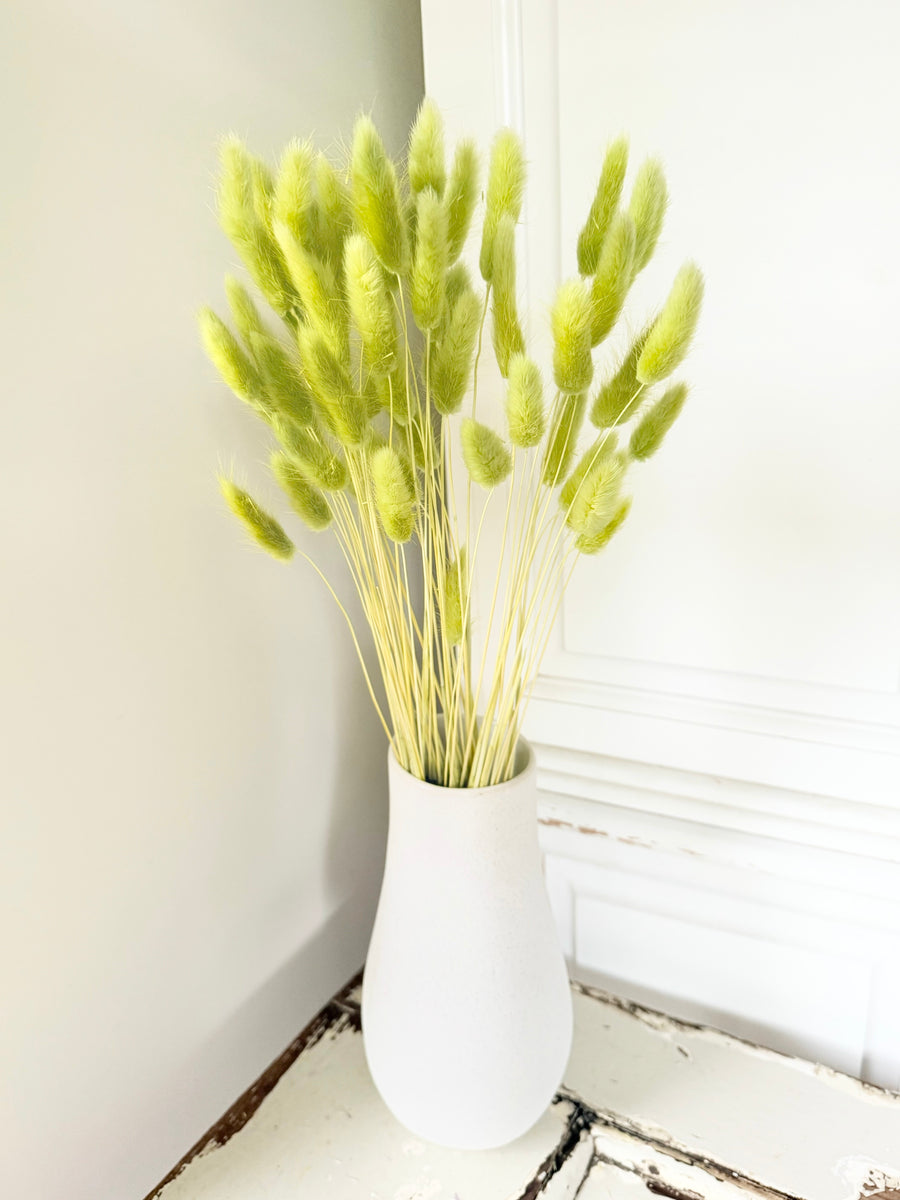 Dried Bunny Tail / Lagurus Ovatus