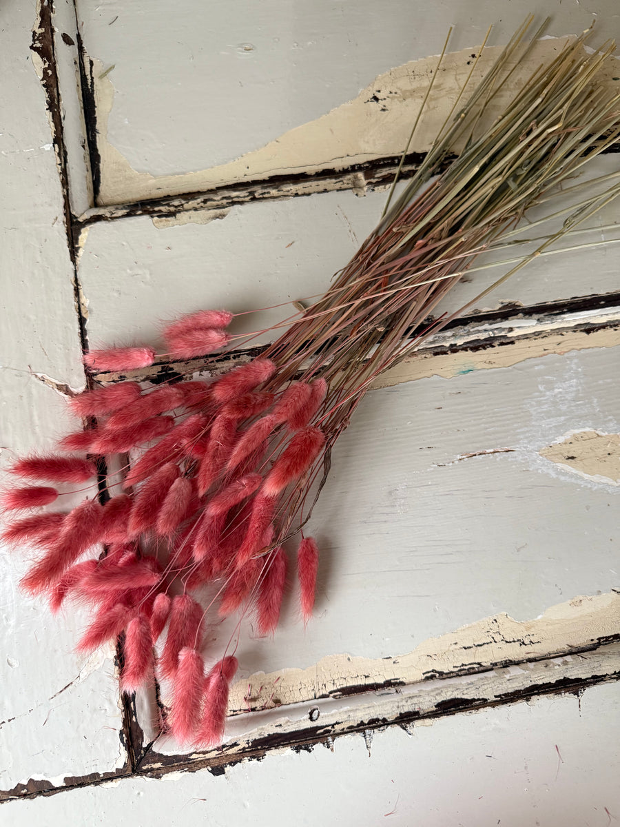 Dried Bunny Tail / Lagurus Ovatus