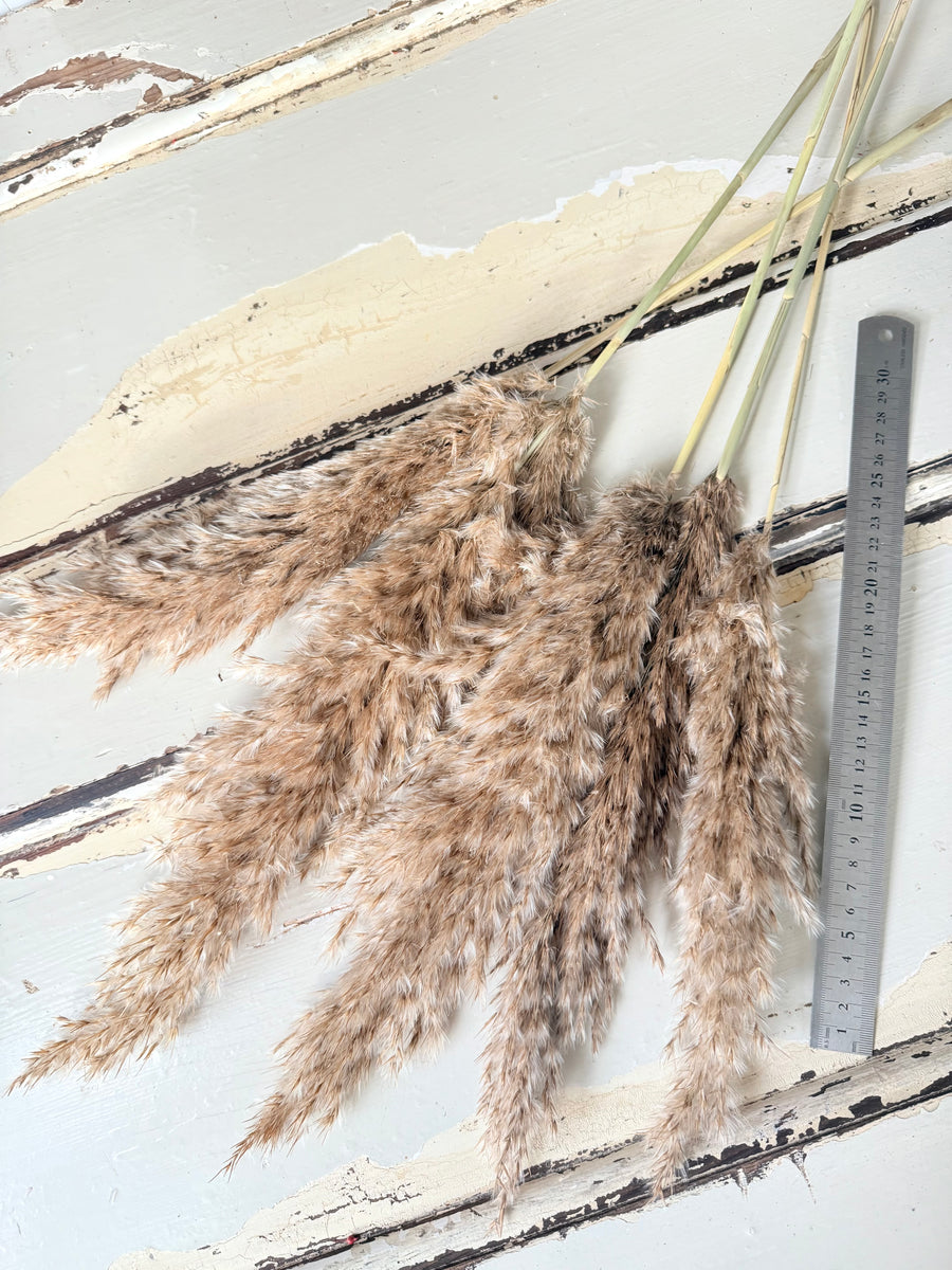 Naturally Dried Reed Canary Grass / Mischanthus Grass / Mini Pampas Grass