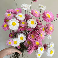 Naturally Dried Rhodanthe Everlasting Daisy - Medium / Large - white / pink