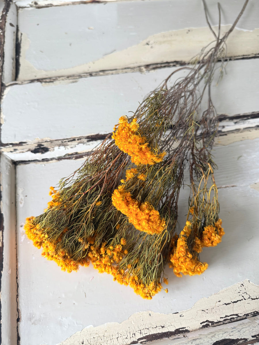 Naturally Dried Verticordia Nitens / Christmas Morrison / Myrtle - natural orange