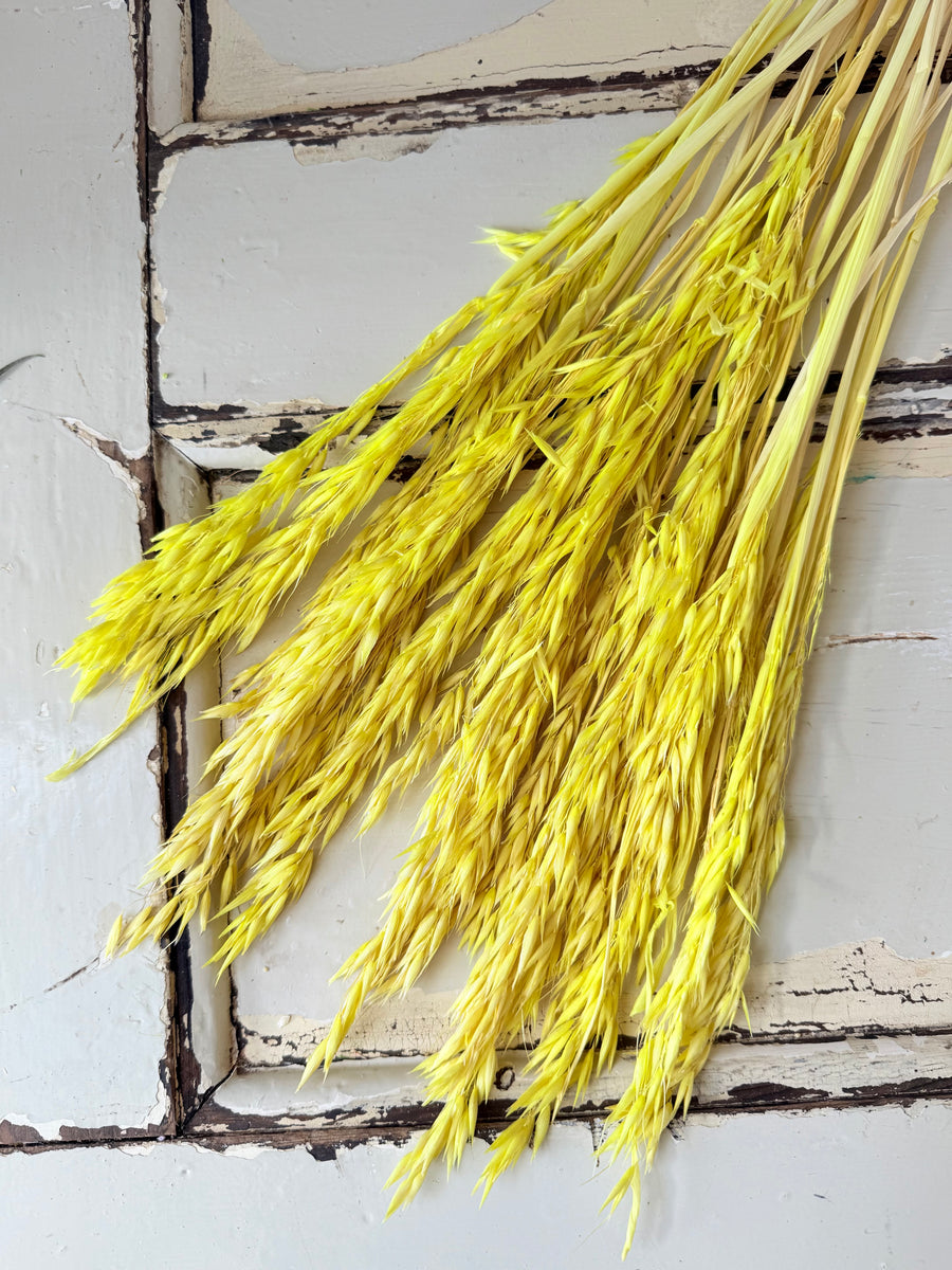 Naturally Dried / Coloured Oat / Avena