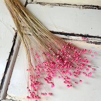 Dried Little Star / Baby Blue / Stardust / Baby Daisy / Star Daisy / Glixia