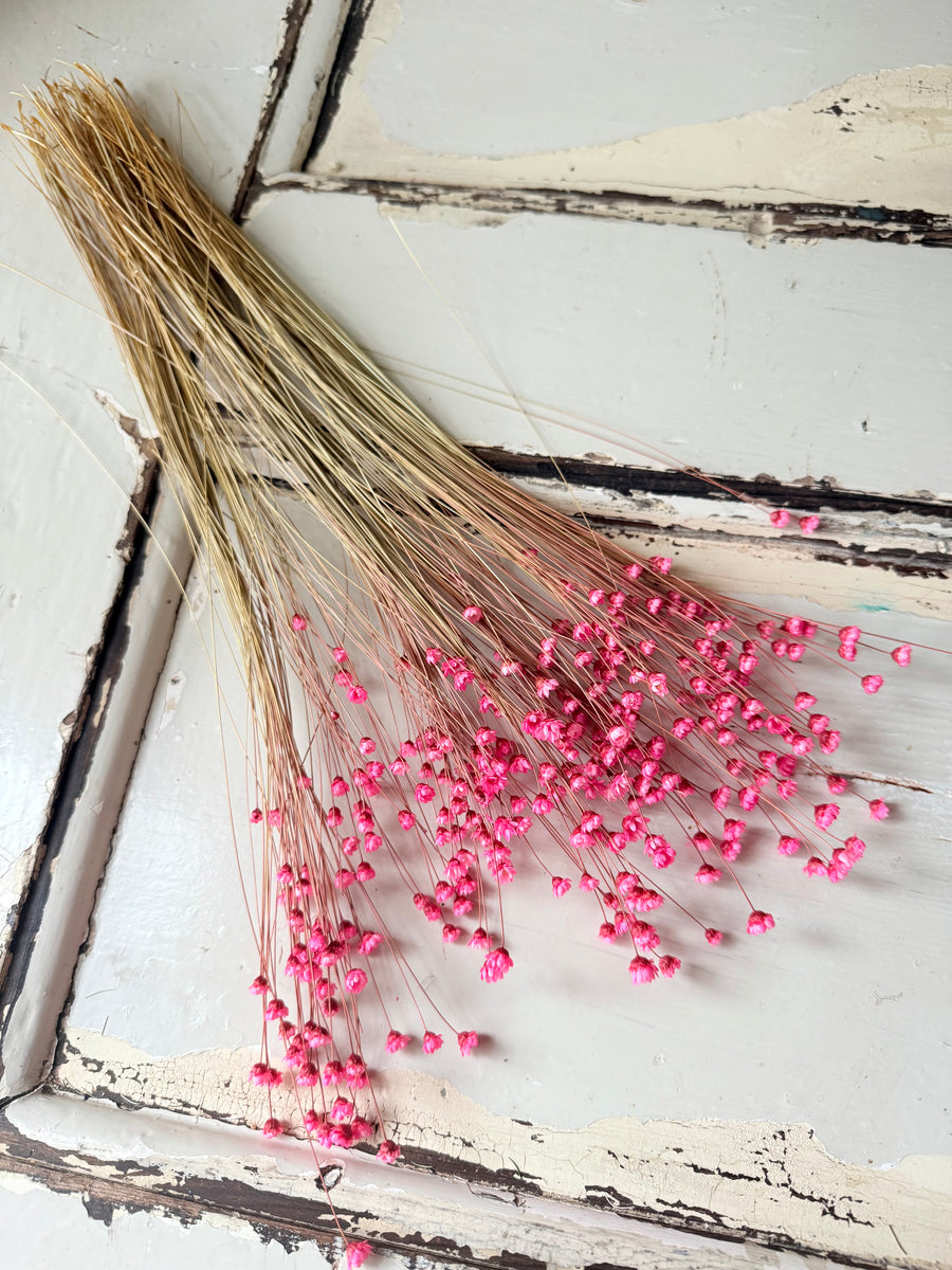 Dried Little Star / Baby Blue / Stardust / Baby Daisy / Star Daisy / Glixia