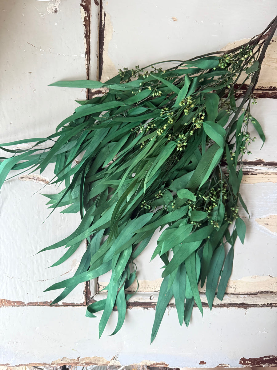 Preserved Eucalyptus / Gum