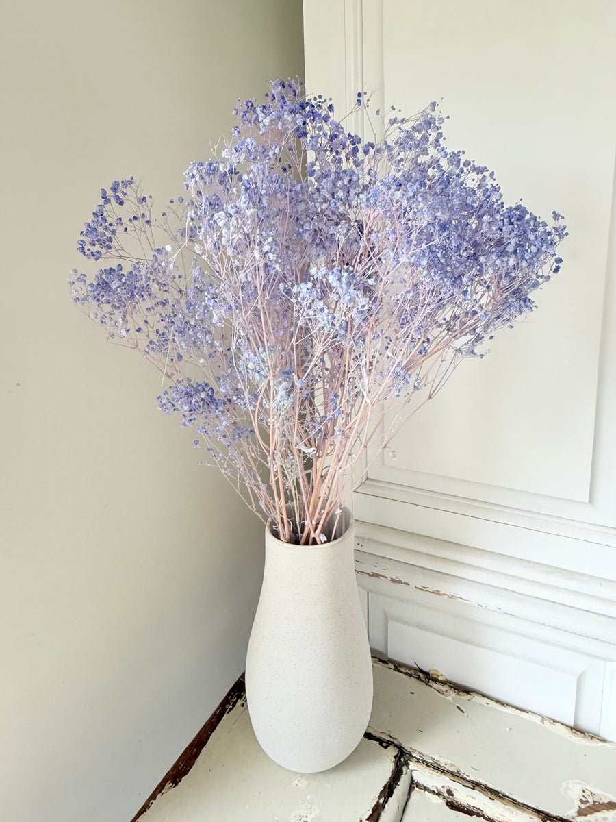 Preserved Broom Bloom / Genista