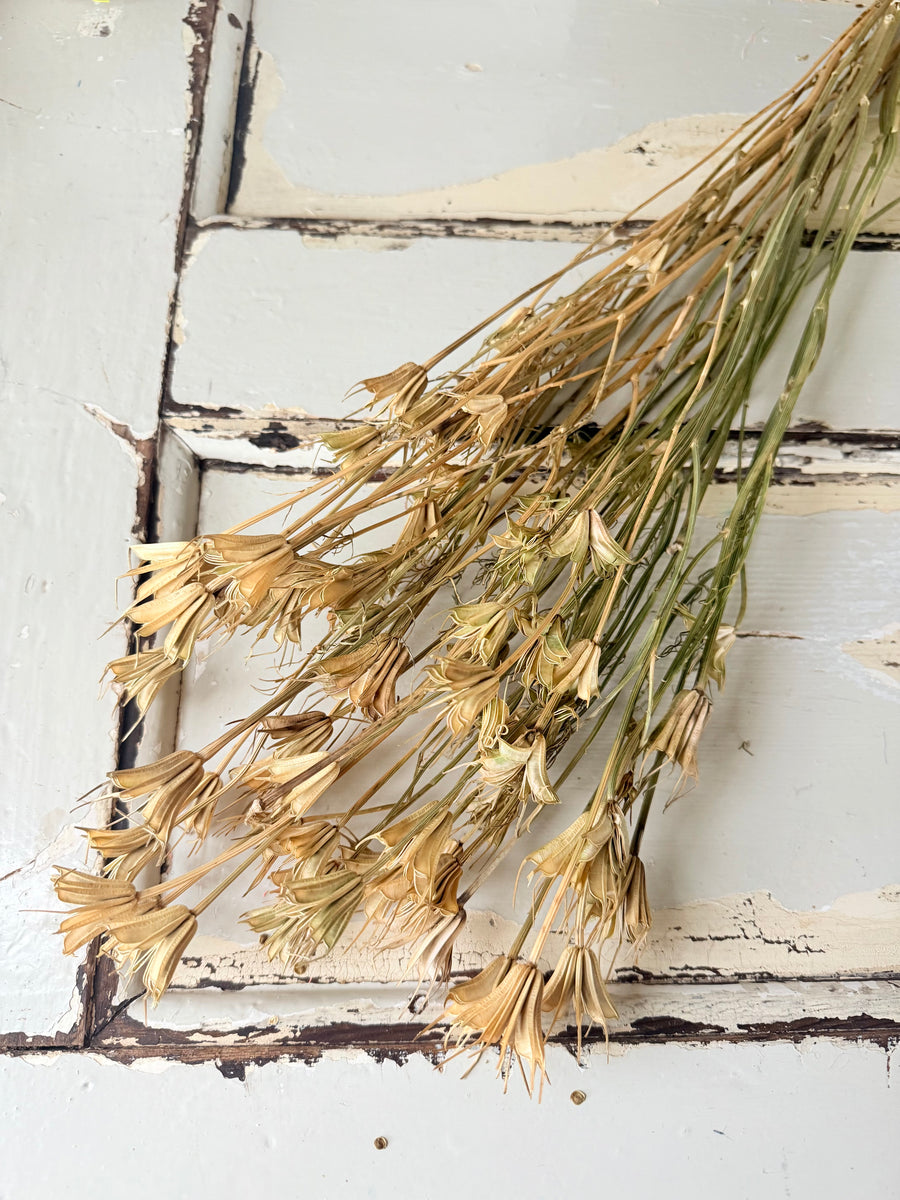 Naturally Dried / Coloured Nigella Flower