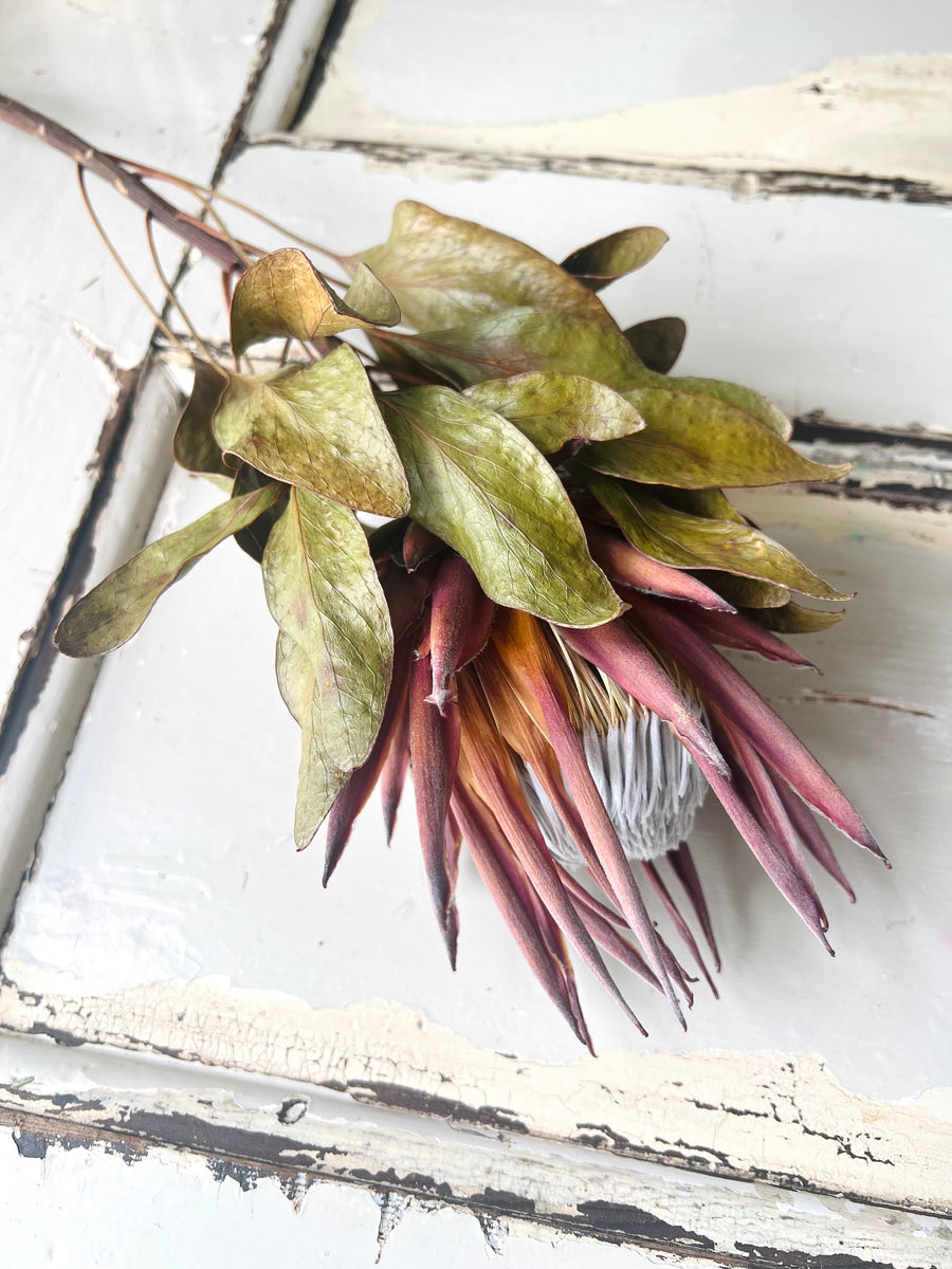 Dried Banksia & King Protea & Protea - Australian Native