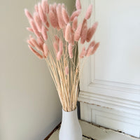 Dried Bunny Tail / Lagurus Ovatus