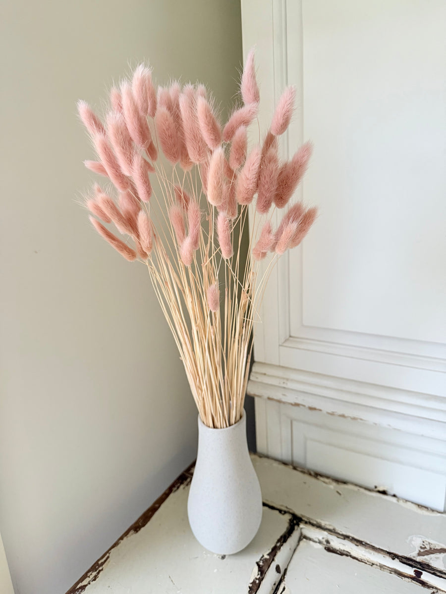 Dried Bunny Tail / Lagurus Ovatus