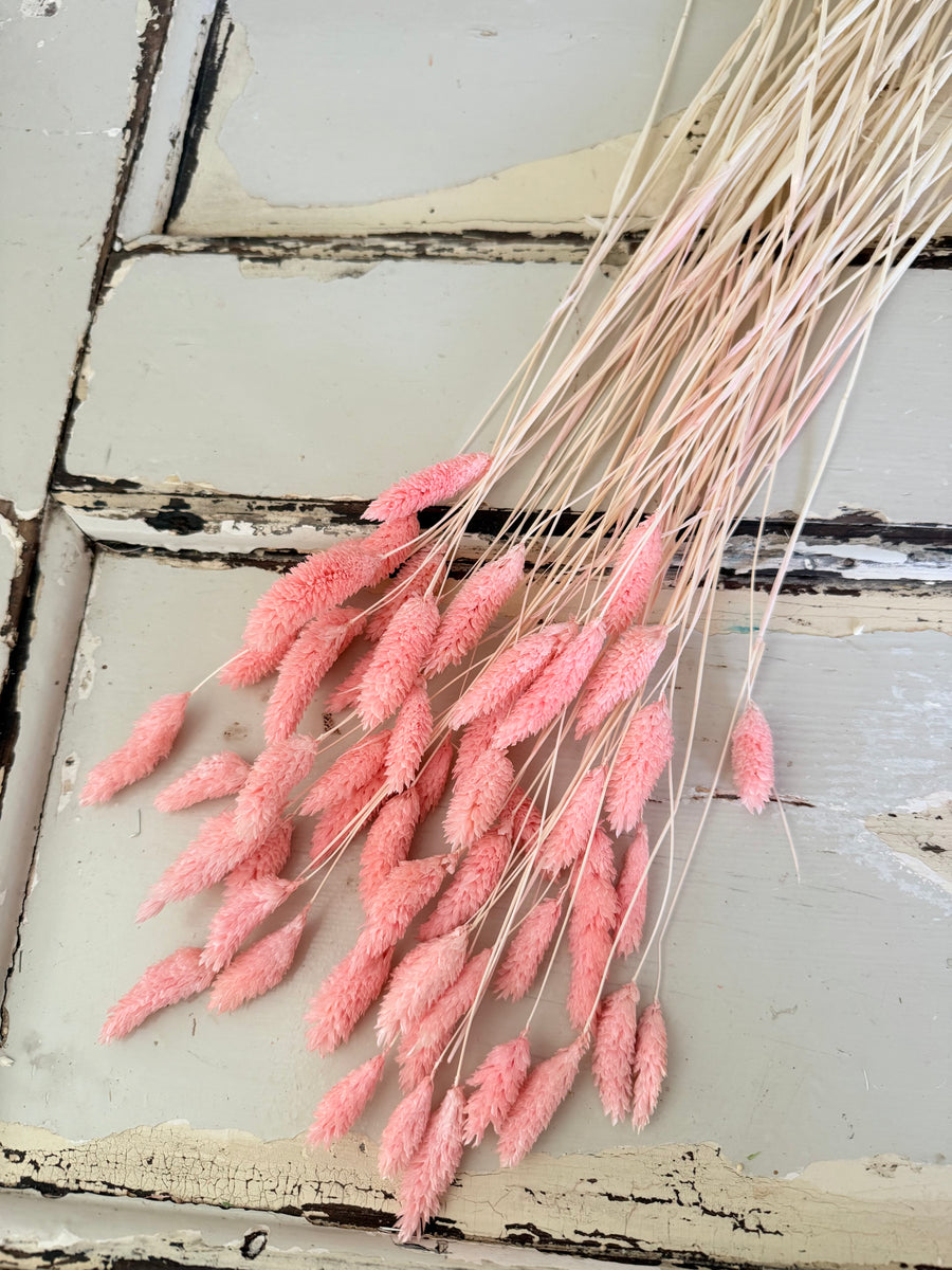 Dried Phalaris