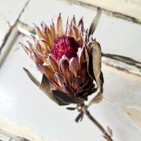 Dried Banksia & King Protea & Protea - Australian Native