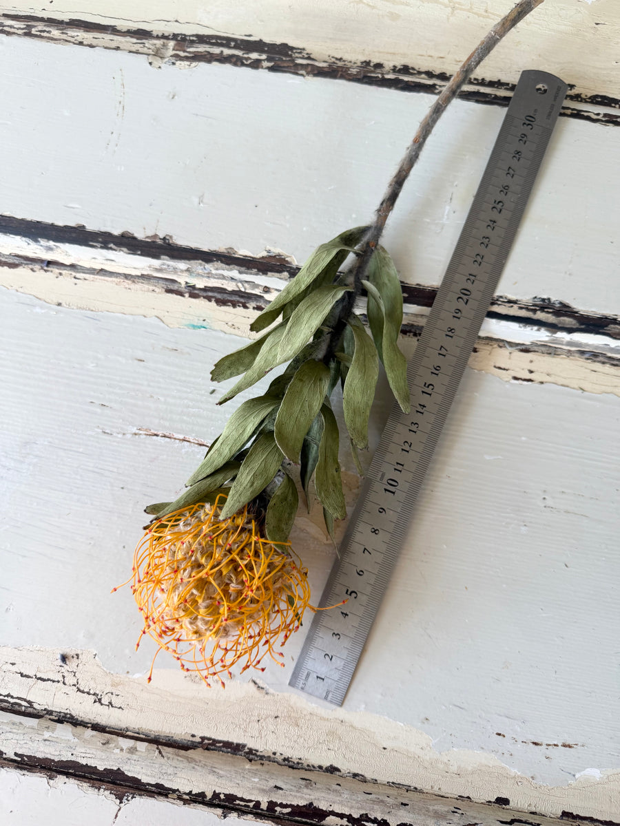 Naturally Dried Banksia & King Protea & Protea - Australian Native