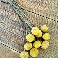 Naturally Dried Billy Button / Craspedia - Yellow