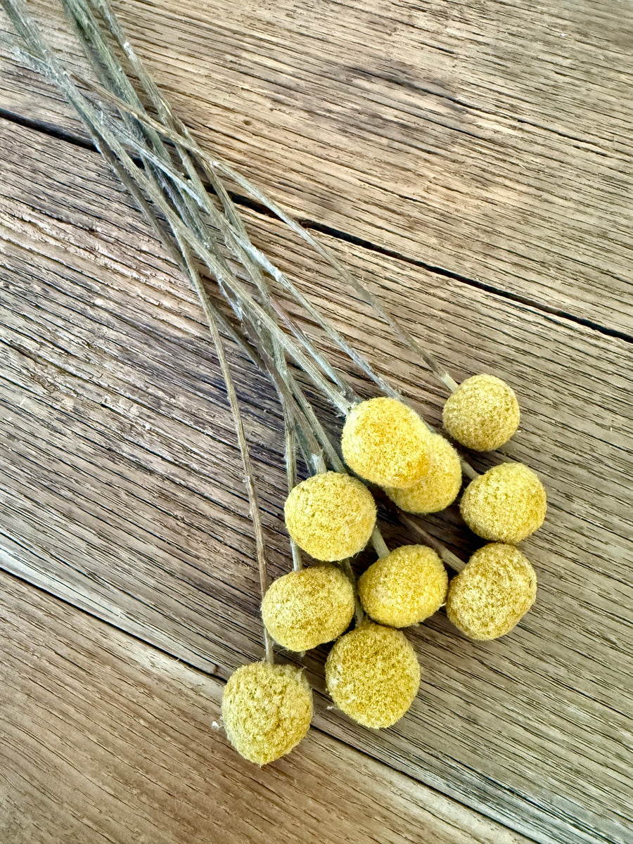 Naturally Dried Billy Button / Craspedia - Yellow