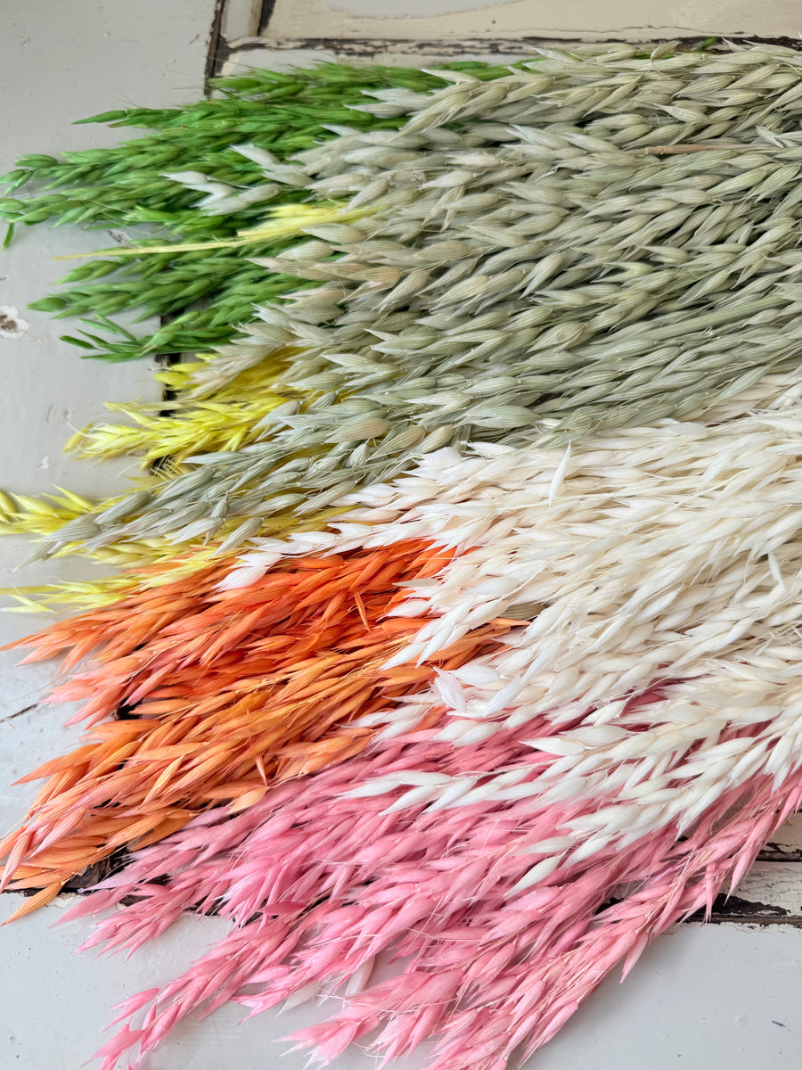 Naturally Dried / Coloured Oat / Avena