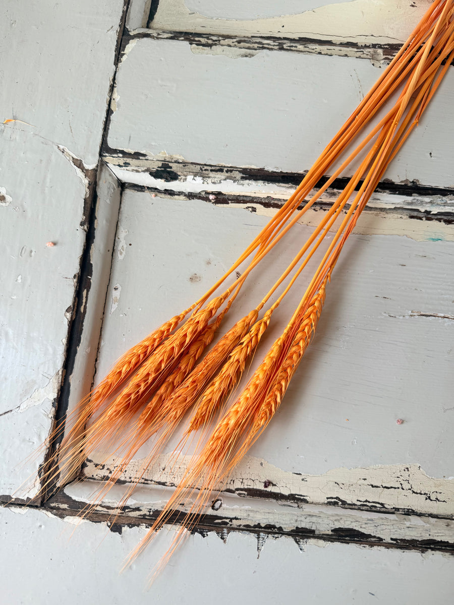 Dried Wheat
