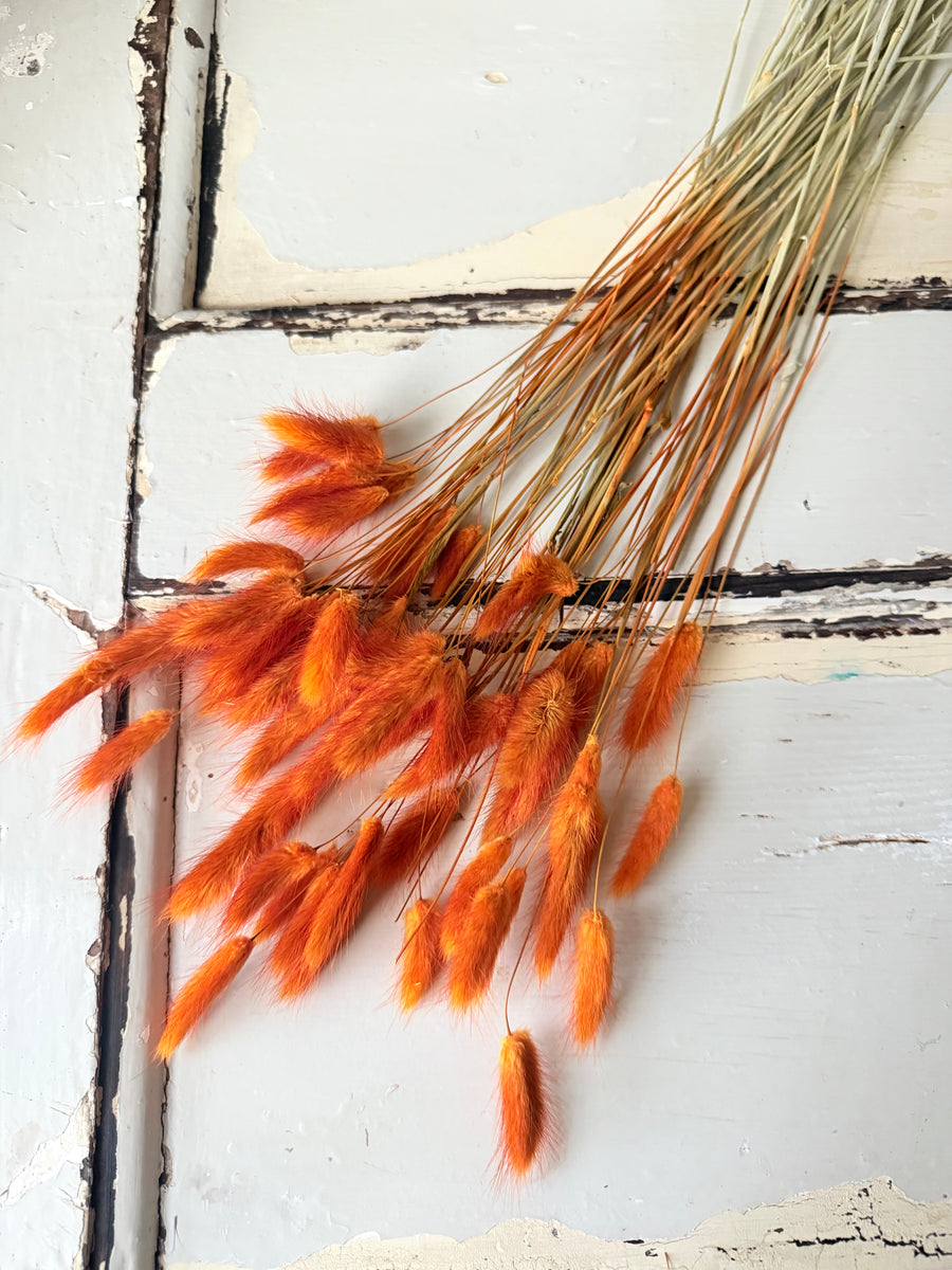 Dried Bunny Tail / Lagurus Ovatus