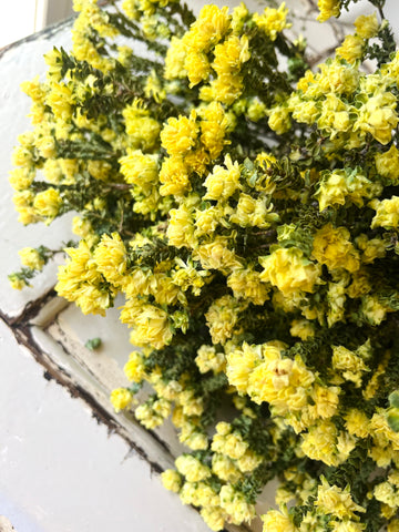 Naturally Dried Yellow Bells - Australian Native