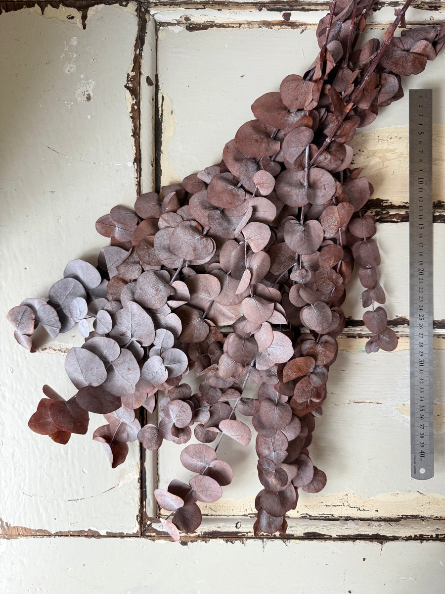 Preserved Eucalyptus / Gum