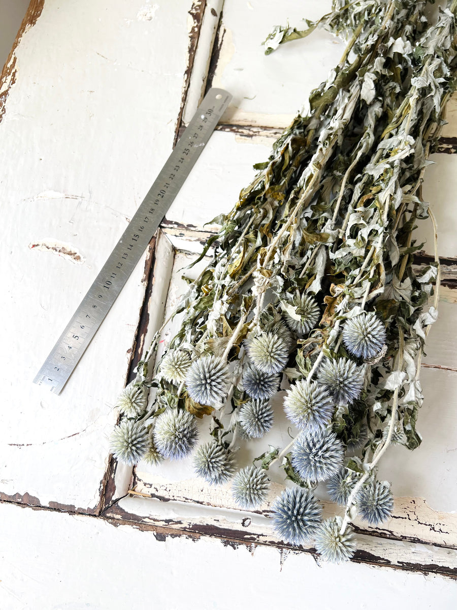 Naturally Dried Globe Thistle