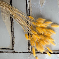 Dried Bunny Tail / Lagurus Ovatus