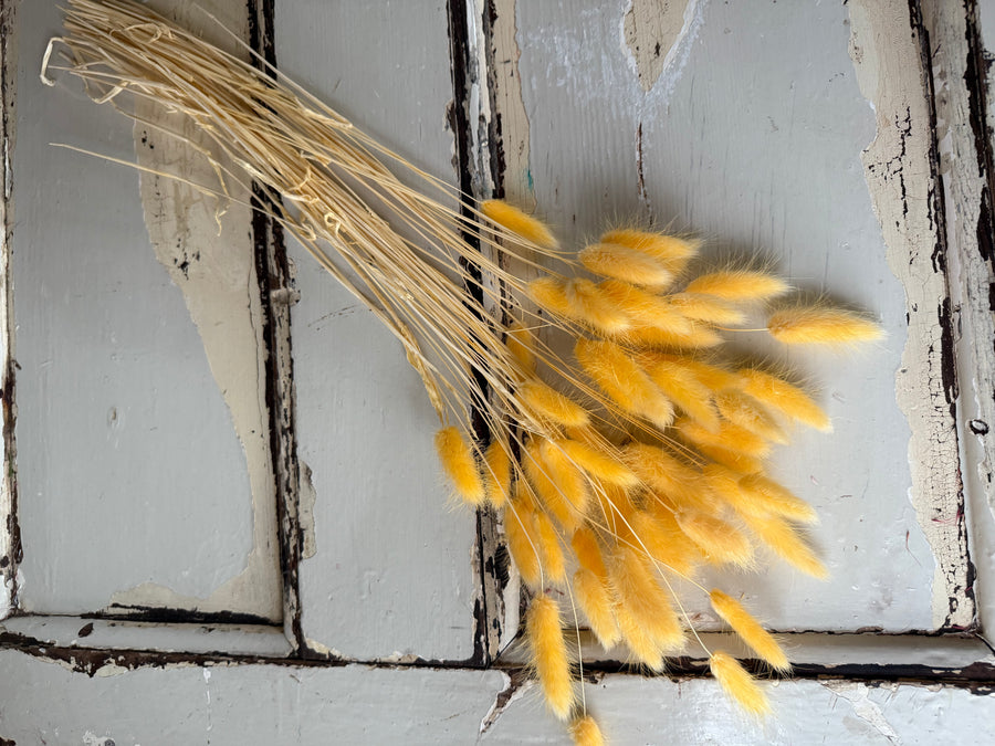 Dried Bunny Tail / Lagurus Ovatus