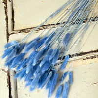 Dried Bunny Tail / Lagurus Ovatus