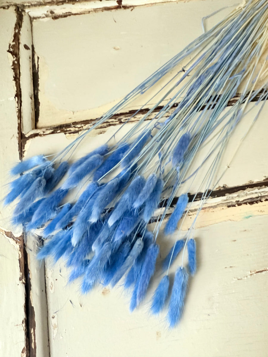 Dried Bunny Tail / Lagurus Ovatus