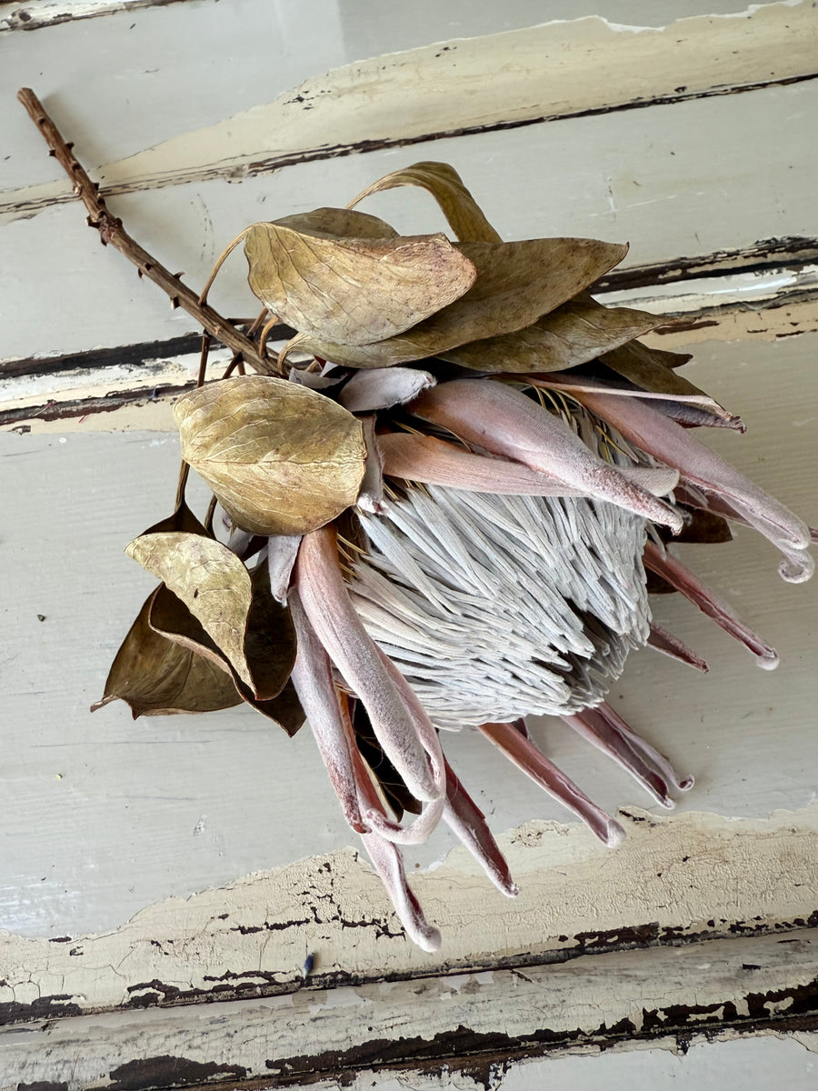 Naturally Dried Banksia & King Protea & Protea - Australian Native