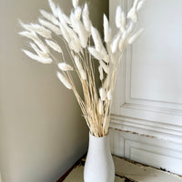 Dried Bunny Tail / Lagurus Ovatus