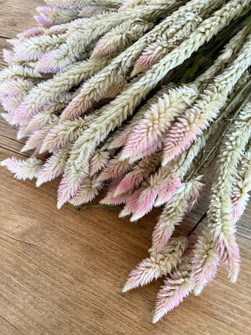 Naturally Dried  Phoenix Tail