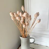 Naturally Dried Poppy Pods* / Papaver - natural brown
