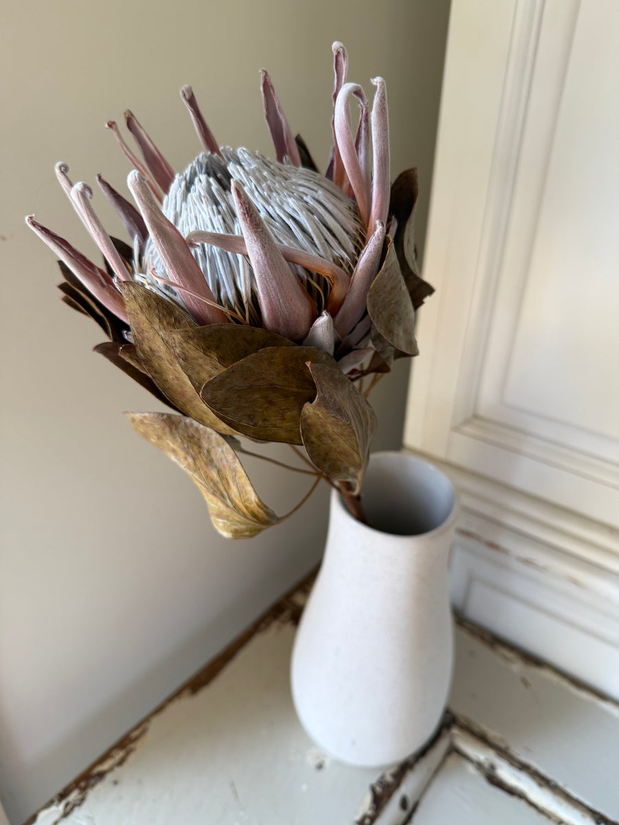 Naturally Dried Banksia & King Protea & Protea - Australian Native