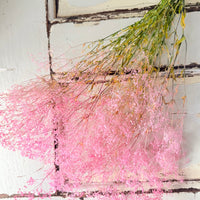 Preserved Delicate Baby's Breath - Gypsophila