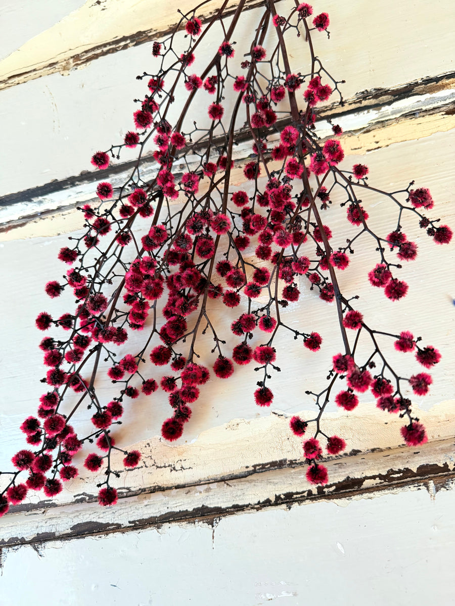 Dried Strillingia with pods