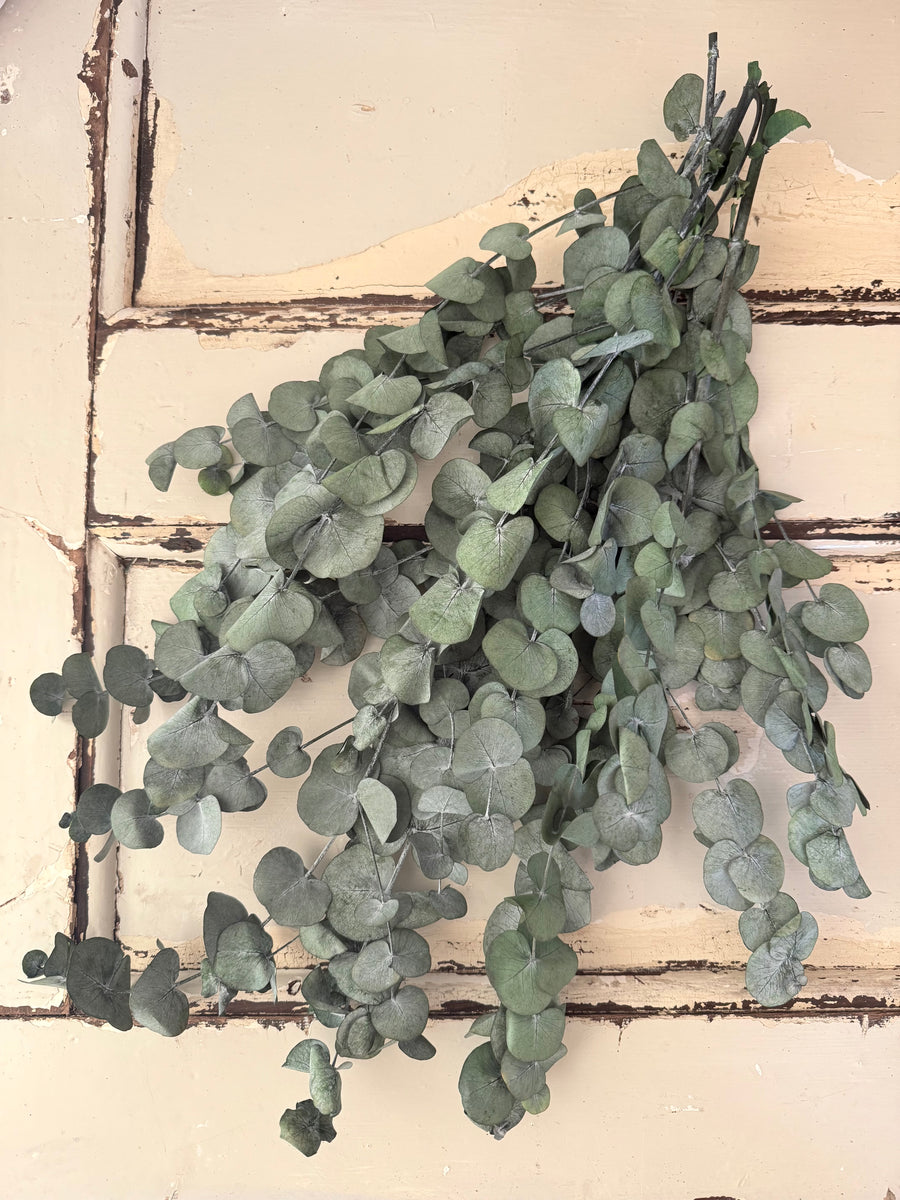 Preserved Eucalyptus / Gum