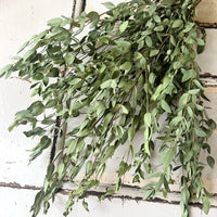 Naturally Dried Gum / Eucalyptus - natural green
