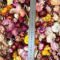 Outlet & Sample [flower stems / greenery]