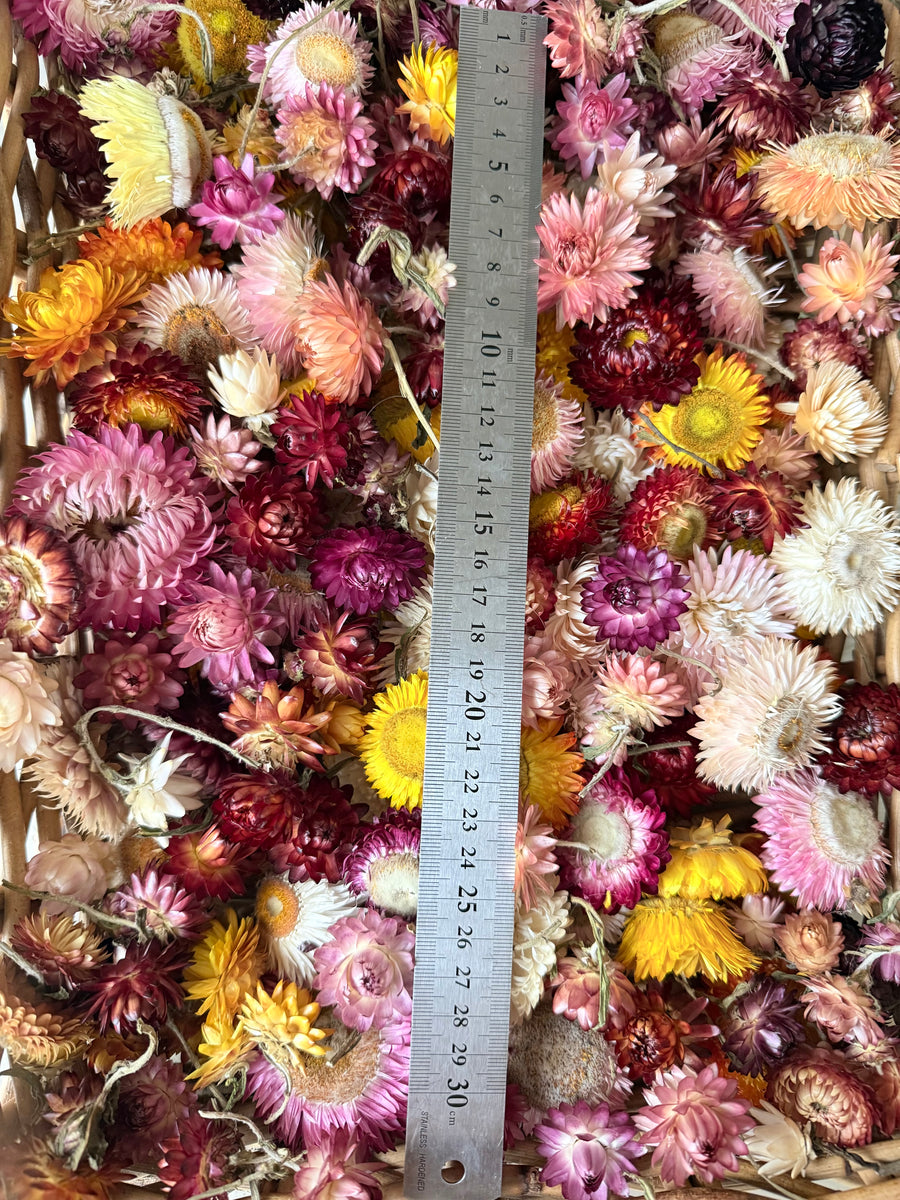 Outlet & Sample [flower stems / greenery]
